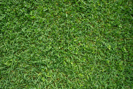 Green grass wet lawn