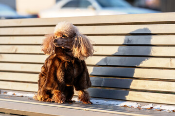 a small toy poodle dog on a bench