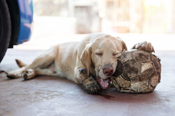 Tired dirty labrador dog