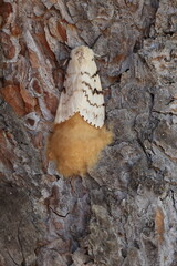 female spongy moth with its clutch of eggs