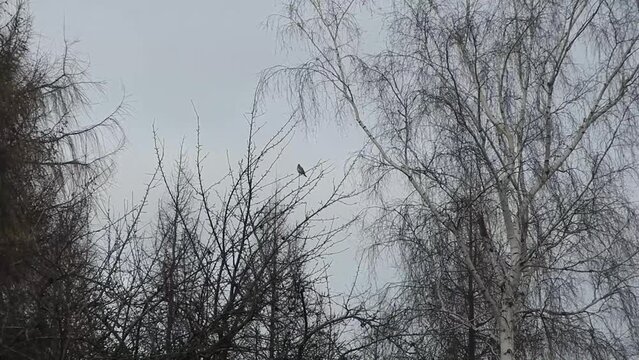 Winter dark trees and bird Fieldfare, Turdus pilaris on cold and cloudy wintertime. Topics: weather, winter, season, ornithology