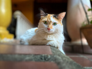 Tricolor cat with green eyes sitting on the wooden floor and looking at the camera.