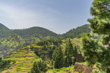 Landscape with trees in the volcanic mountains surrounding with green grass on Santo Antao Island