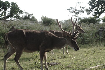 deer stag