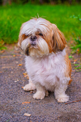 shih tzu dog walks in the park in summer