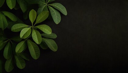 Trendy black background with green tropical plants and leaves.	
