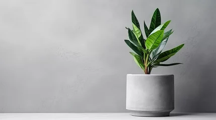 Gordijnen Green plant in a concrete pot on a grey background  © reddish