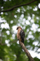 red tailed hawk