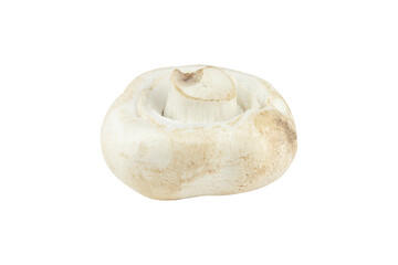 champignon mushroom isolated from background