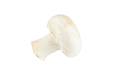 Fototapeta premium champignon mushroom isolated from background