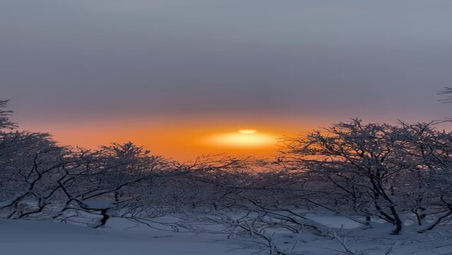 A tranquil winter scene depicting a serene sunset amidst snow-covered trees under an orange-hued sky