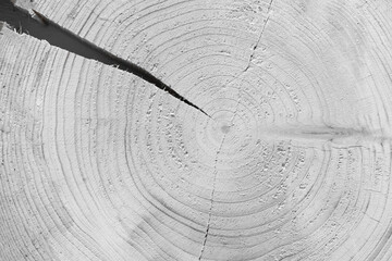 Cracked close-up on round annual tree ring texture wood background white material broken wooden grey damage