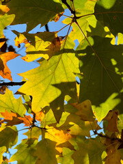 Autumn leaves colorful in sunset, no people are visible.
