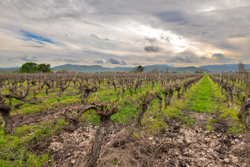 View of the vines of a vineyard after harvest before they grow back, Santa Cruz, Chile