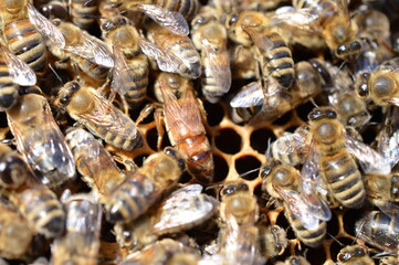 busy Buckfast queen bee in bee hive on comb surrounded with her Carnica mixed lineages honeybee worker daughters 