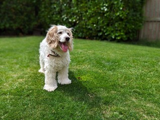 Spaniel Cockapoo - White - Fluffy Standing on Green Grass Needs Grooming
