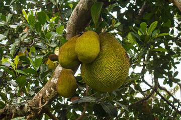 jackfruit hanging from branches of  jackfruit tree.