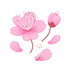 Element set of Japanese cherry blossoms, sakura, pink flowers and buds, falling petals. Can be used in combination. Vector on white background.