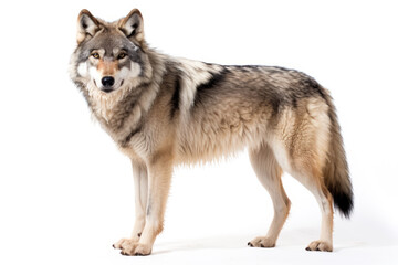 Gray wolf or grey wolf canis lupus close up, cut out and isolated on a white background.