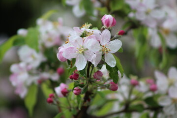 Obraz premium Fleurs de pommier