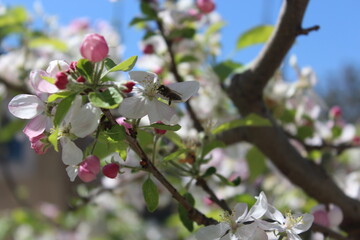 Abeille dans fleurs de pommiers