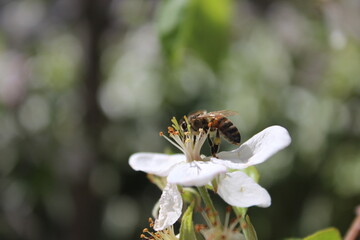 Abeille qui butine