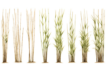 Set of photos of sugarcane plants, white background, illustrations, green plants, Generative AI