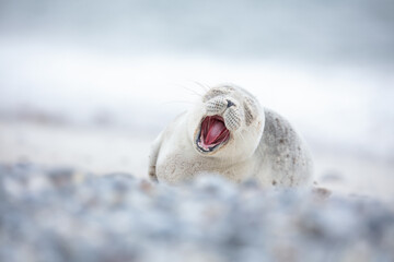 Cute seal pup yawning