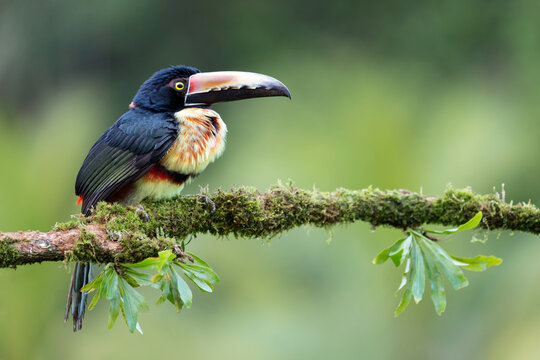 Collared Aracari (Pteroglossus torquatus) in Costa Rica