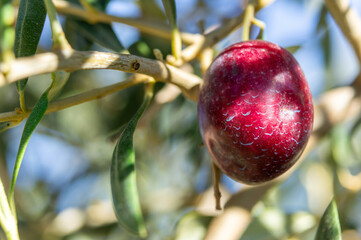 Sunny details: macro of a ripe olive, gleaming with illumination mong the leaves.