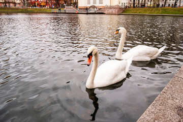 White swans swim in the pond.