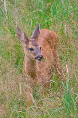 Baby Capreolus capreolus european roe deer is eating grass on the field. Summer evening, Czech republic nature.