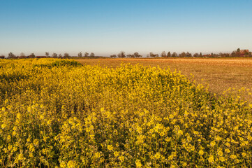 field of yellow mustard plants and trees in background