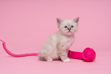 beautiful sacred burmese cat kitten with a pink old fashioned telephone horn luxury cat, pink...
