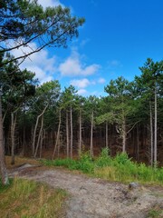 A group of tall trees