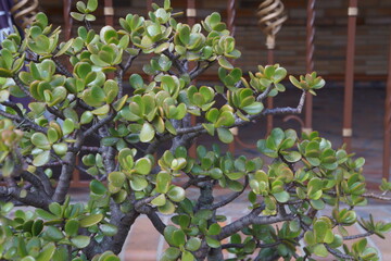 plants in the garden, View of the thick green leaves of the jade plant or lucky plant