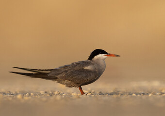 White-cheeked Tern perched on the ground at Tubli, Bahrain