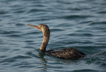 Portrait of a Socotra cormorant at Busaiteen coast, Bahrain