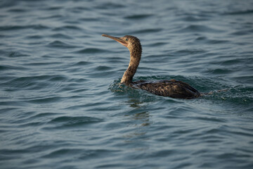 Socotra cormorant swimming at Busaiteen coast, Bahrain