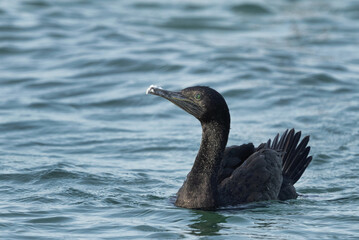 Portrait of a Socotra cormorant in breeding plumage at Busaiteen coast, Bahrain