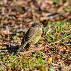 sparrow in fall