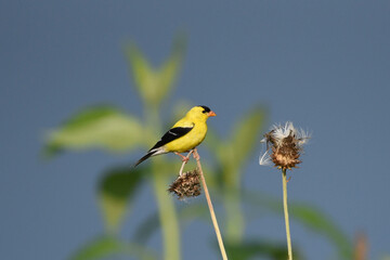 american goldfinch on flower