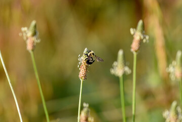 bee on a flower