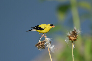 american goldfinch on flower