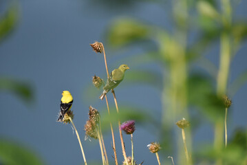 american goldfinch on flower