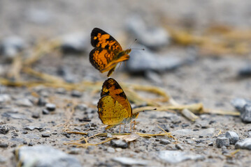 orange butterflies dancing on sand