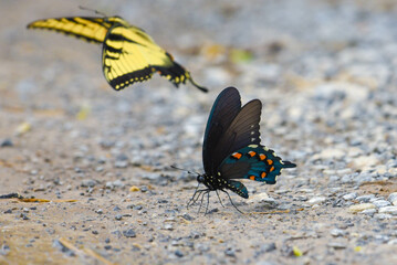 swallowtail butterflies dancing