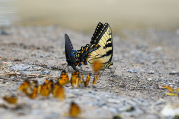 swallowtail butterflies feeding