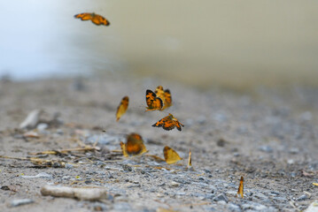 orange butterflies dancing on sand