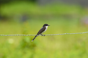 kingbird on wire